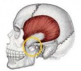/album/tmj-occlusion/tmj-1-jpg/